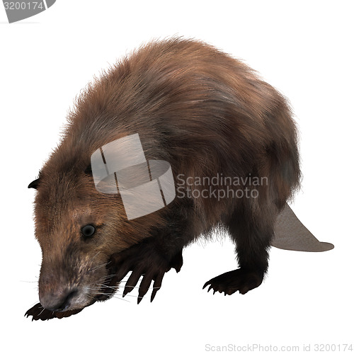 Image of Beaver