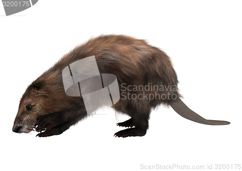 Image of Beaver