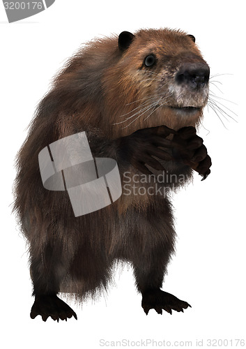 Image of Beaver