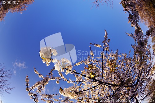 Image of blossoms on a spring day