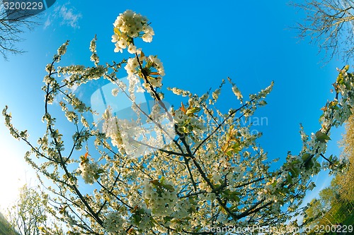 Image of blossoms on a spring day