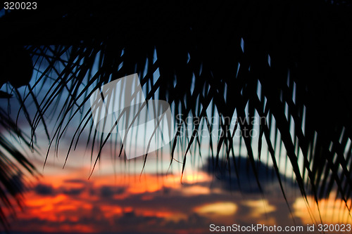 Image of Tropical Sundown