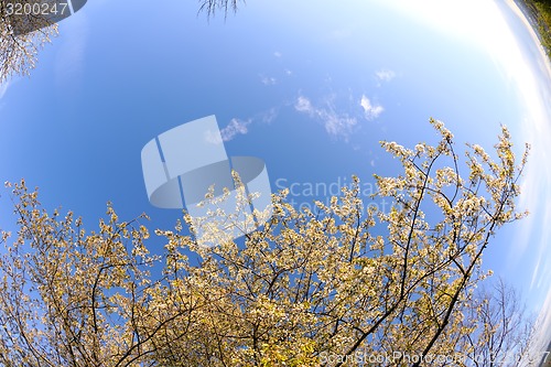 Image of blossoms on a spring day