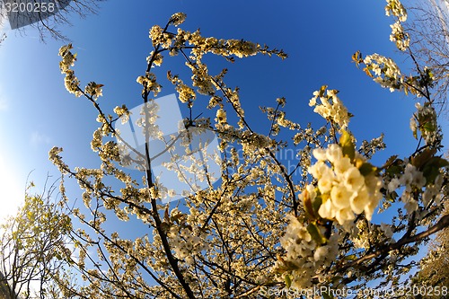 Image of blossoms on a spring day