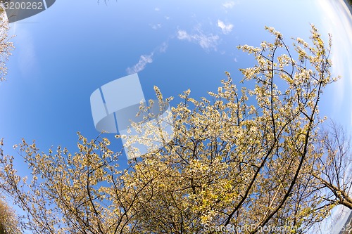 Image of blossoms on a spring day