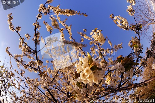 Image of blossoms on a spring day