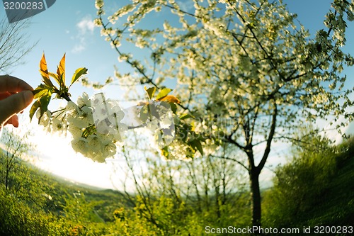 Image of blossoms on a spring day