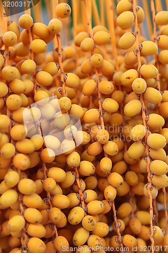 Image of Bbright orange fruits of palm