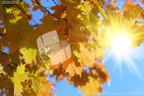 Image of Branches of beautiful autumn maple with sunlight