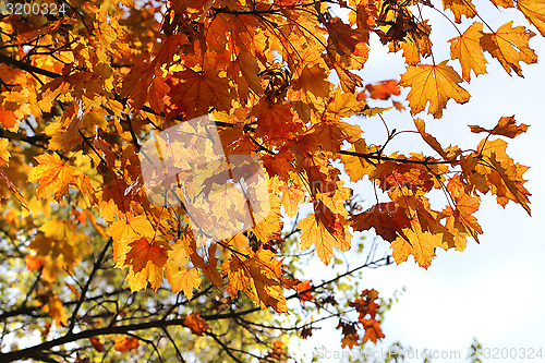 Image of Beautiful autumn branch of maple tree
