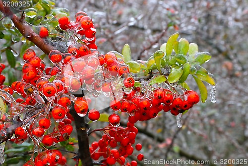 Image of Branch of a bush with bright berries after freezing rain