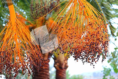Image of Palm branches with bright fruits