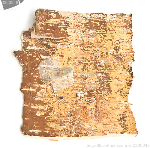 Image of birch bark