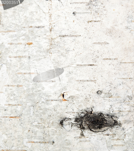Image of birch bark