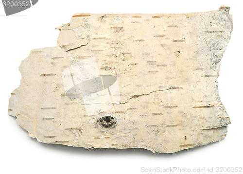 Image of birch bark