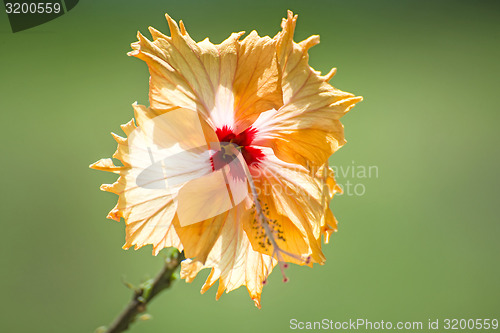 Image of hibiscus bloom