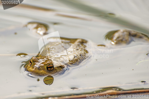 Image of Toad in a pond