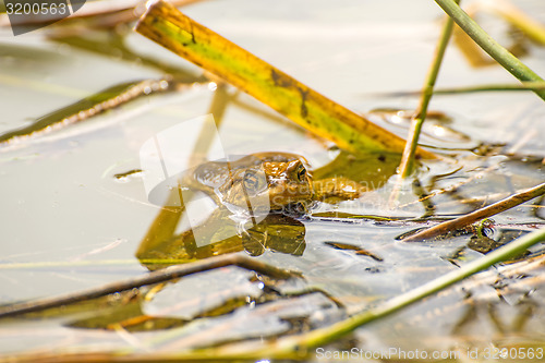 Image of Toad in a pond