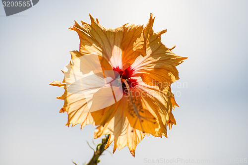 Image of hibiscus bloom