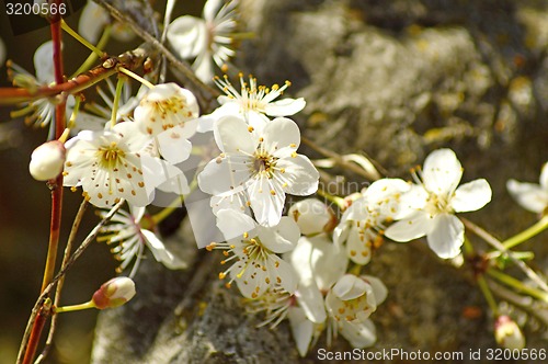 Image of Blackthorn blossom in spring