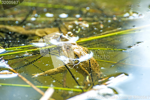 Image of Toad in a pond