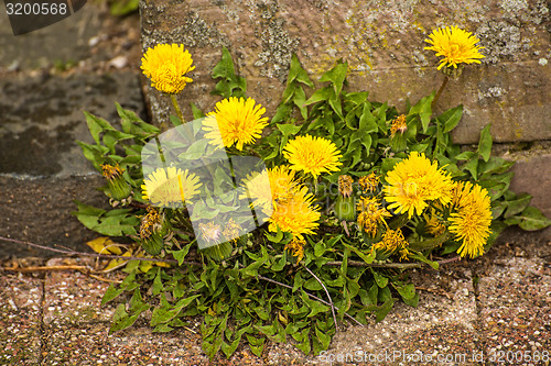 Image of dandelion flower 