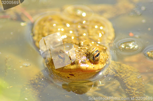 Image of Toad in a pond