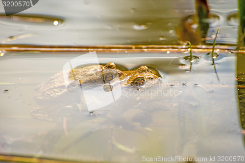 Image of Toads during reproduction in a pond