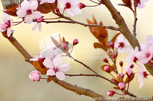 Image of Japanese cherry blossom