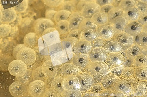 Image of Spawn, macro of the eggs