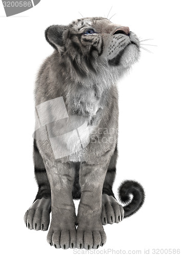 Image of White Tiger
