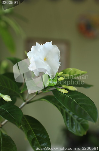 Image of  white flowers