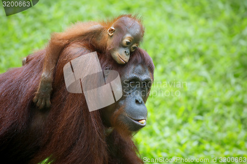 Image of Borneo Orangutan