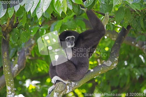 Image of Gibbon Monkey