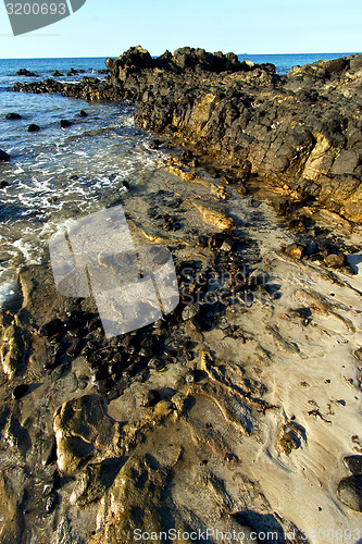 Image of     madagascar    andilana beach seaweed in indian 
