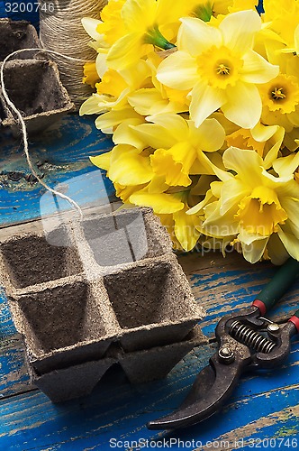 Image of bouquet of blooming April daffodils