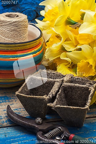 Image of bouquet of blooming April daffodils