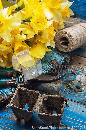 Image of bouquet of blooming April daffodils