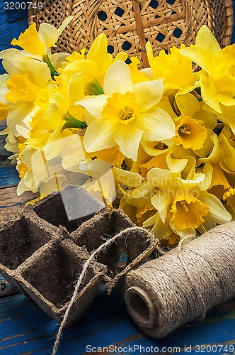 Image of bouquet of blooming April daffodils
