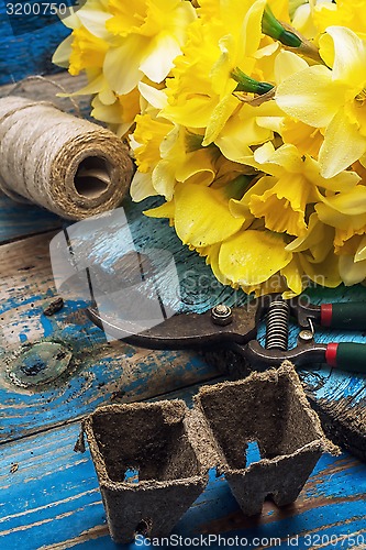 Image of bouquet of blooming April daffodils