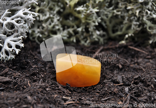 Image of Orange calcite on forest floor