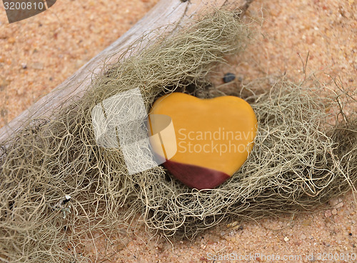 Image of Jasper on beach