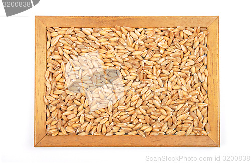 Image of Spelt on white