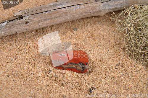 Image of Jasper on beach