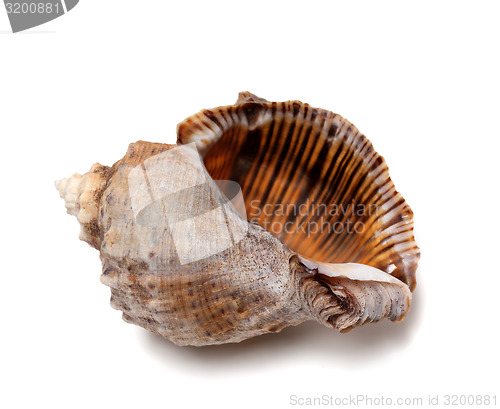 Image of Empty shell from rapana venosa