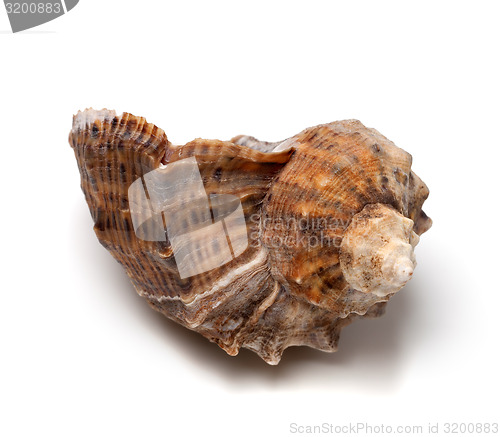 Image of Shell from rapana venosa on white background.