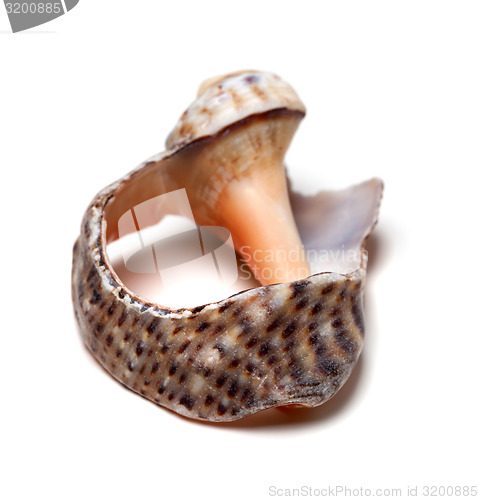 Image of Broken shell from rapana on white background