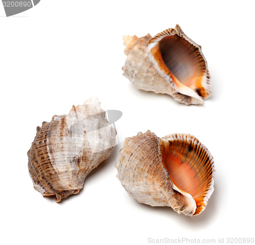 Image of Three shells from rapana venosa