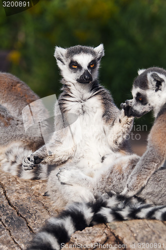 Image of Ring-tailed lemur (Lemur catta)
