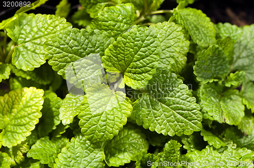 Image of Lemon balm, also known as balm or balm mint